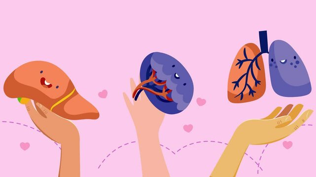 Cartoon liver, lung and kidney in human hands. Vector animation in flat art style about organ transplantation