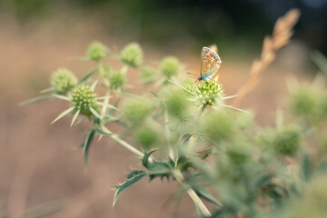 papillon