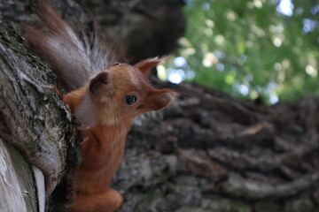 squirrel on a tree