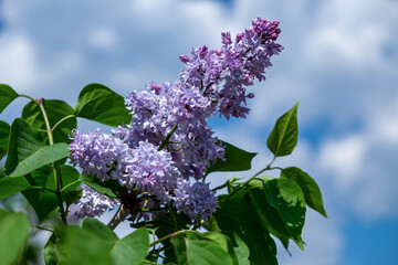 A branch of lilac against a blue sky with clouds