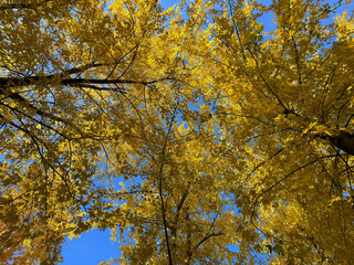 Autumn yellow golden leaves on trees