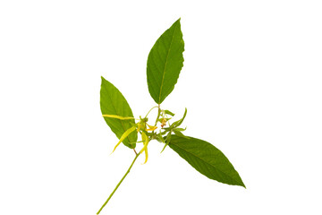 Cananga odorata flower plant