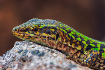 Italian wall lizard or ruin lizard - Podarcis siculus