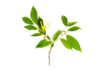 Cananga odorata flower plant