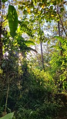 sun shining through the trees