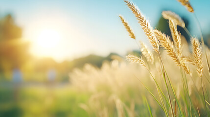 Fototapeta premium Cinematic capture of a serene meadow illuminated by the warm glow of the golden sunlight in nature's embrace