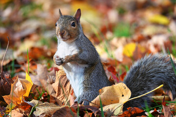 A grey squirrel in fallen autumn leaves