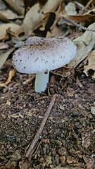 mushroom in autumn forest