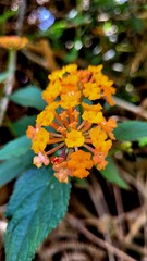 yellow flower on the background