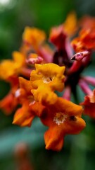 Fototapeta premium red and yellow flower