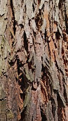 bark of a tree