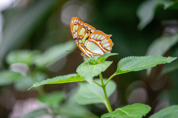 Beautiful butterfly on a green leaf