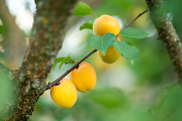 Unripe apricots on tree branch. Close up of yellow apricot berries ripening on branches, tasty summer berries