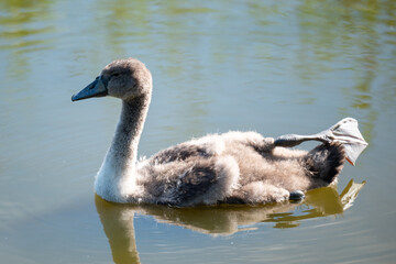 Small beautiful swan swimming on lake. Portrait of a young gray swan on water