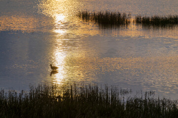 Single duck wading in an estuary during a beautiful sunrise. Seen in the Fir Island Farm Reserve at dawn with reeds and mud flats at low tide and the sun reflecting golden light in the water.