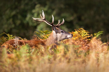 Red deer stag standing in bracken during the rut in autumn