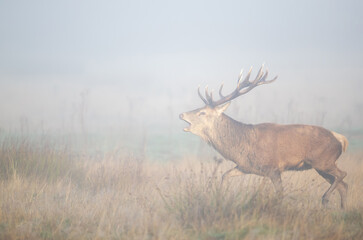 Red deer stag calling in the mist during the rut in autumn