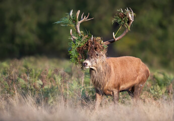 Dominant red deer stag walking with bracken on antlers during the rut in autumn