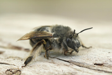 Closeup on a female Pacific Dune-Digger solitary bee, Habropoda miserabilis on a piece of wood at the coast of Bandon, Oregon