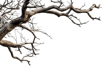 Fototapeta premium Photograph of an old, dead tree with branches, isolated on a white background. 