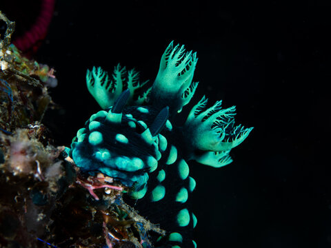 A colourful sea slug crawls across the reef