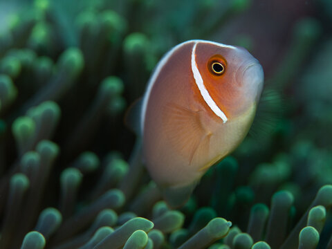 A pink anemonefish set against an anemone 