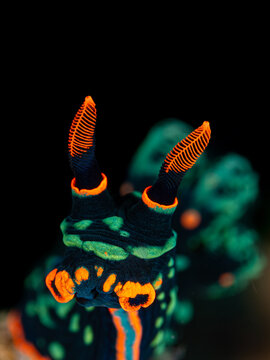 A colourful sea slug portrait