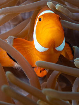 Anemone fish peeks out of its anemone home