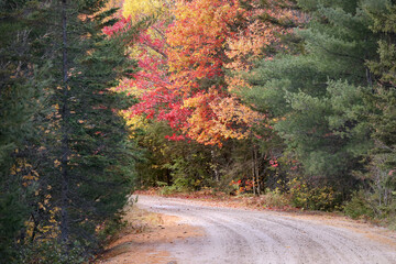 Brilliantly colored deciduous trees peeking from amongst conifers at the height of fall color along...