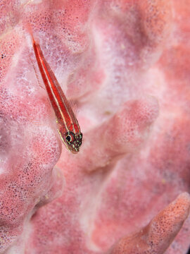 A goby set against a sponge background