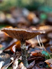 Side perspective of a mushroom