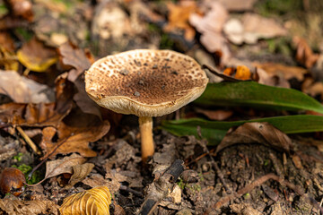 Beatyful Mushroom in the middle of the Forrest 