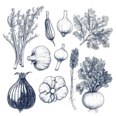vegetable illustration set, tomatoes, greens, carrot, onion on white