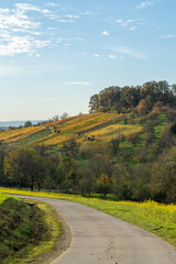 Autumn Vineyards