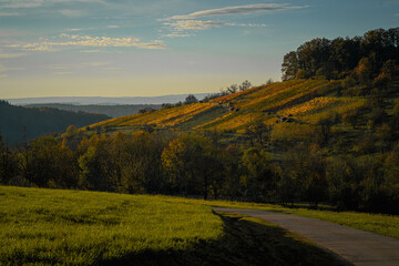 Autumn vineyards 