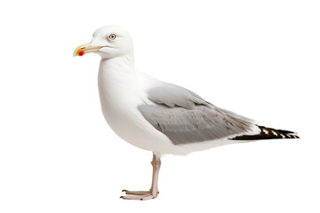 Obraz premium Seagull with White and Grey Feathers