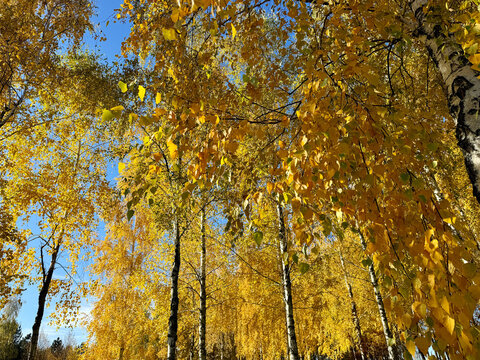 Autumn leaves yellow golden birch grove.  