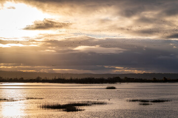 Fir Island Farm Reserve with migrating snow geese in the sky. With over 200 acres of estuary in this protected zone, this bird habitat is intended to protect many animals passing through over winter.