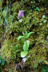 Closeup on the purple flowering North-American California, honeysuckle wildflower, Plectritis congesta at Columbia river Gorge, Oregon