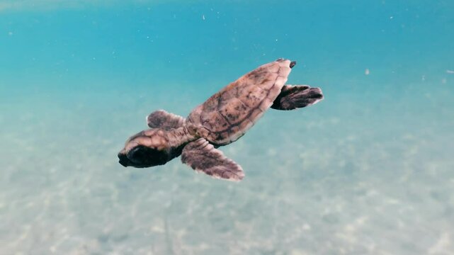 Hawkbill sea turtle hatchling