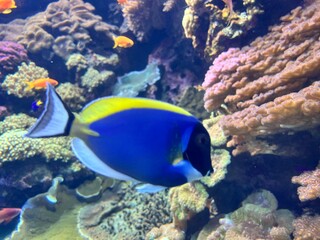 A blue tang fish swims in front of some coral