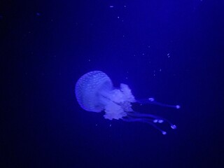 A luminescent jellyfish swims in the deep water