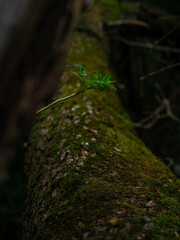 Mossy tree log with green leaf on dark background