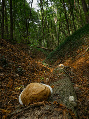 Light brown mushroom on wood log with sunlit valley in green forest