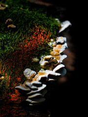 Forest tree white-brown mushroom on mossy tree trunk with orange hues nearby