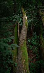 Tree log in forest with moss and dark background