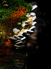 Forest tree white-brown mushroom on mossy tree trunk with orange hues nearby