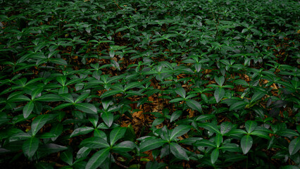 Green leaves on dark brown forest floor