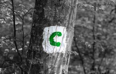 Green C "Comoarei" trail sign on a forest tree from Romania
