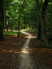 Sunlit pathway through green forest with light brown forest floor